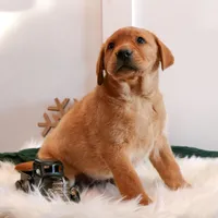 Roxie, a female Labrador Retriever for sale in Humboldt, IL – Photo 3 of 6