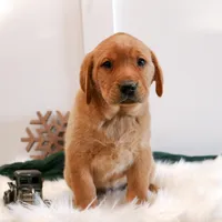 Roxie, a female Labrador Retriever for sale in Humboldt, IL – Photo 6 of 6