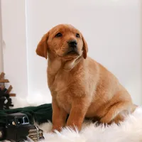 Roxie, a female Labrador Retriever for sale in Humboldt, IL – Photo 1 of 6