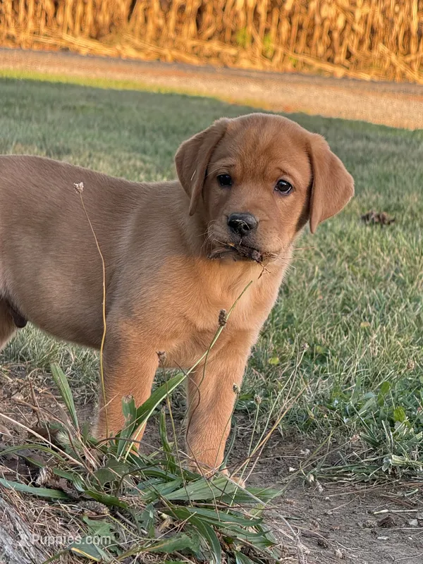 Newman – Labrador Retriever puppy for sale in Humboldt, IL