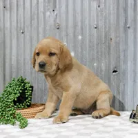 Piper, a female Labrador Retriever for sale in Humboldt, IL – 4 of 4