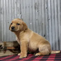 George, a male Labrador Retriever for sale in Humboldt, IL – 3 of 3