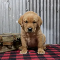 George, a male Labrador Retriever for sale in Humboldt, IL – 2 of 3