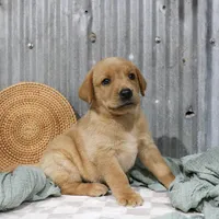 Jerry, a male Labrador Retriever for sale in Humboldt, IL – 2 of 3
