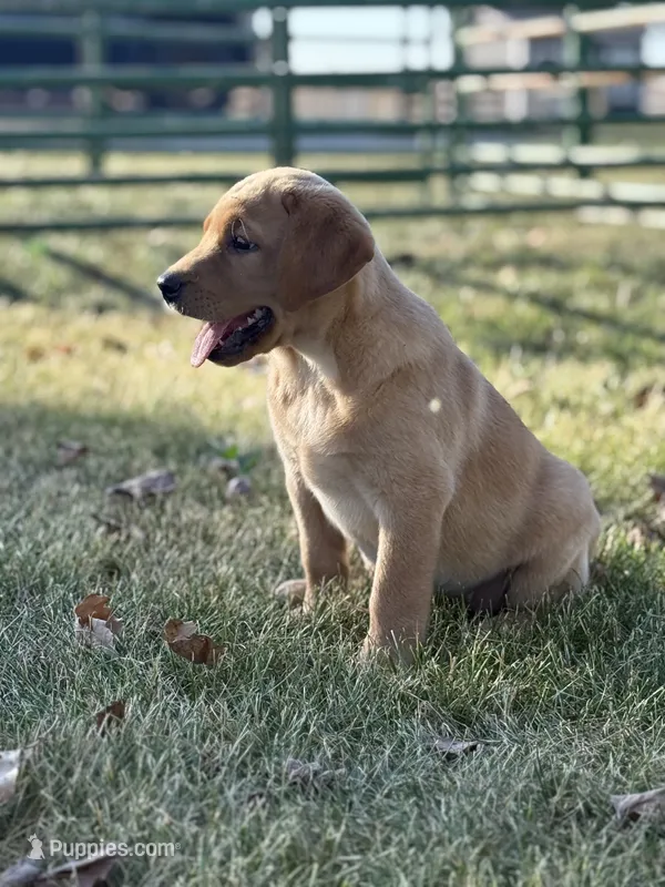 Helen – Labrador Retriever puppy for sale in Humboldt, IL