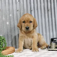Kramer, a male Labrador Retriever for sale in Humboldt, IL – 4 of 4