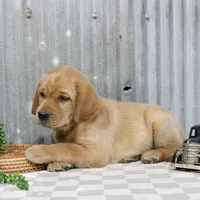 Kramer, a male Labrador Retriever for sale in Humboldt, IL – 2 of 4