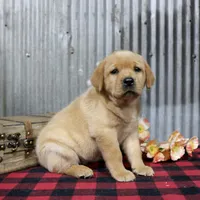 Dolly, a female Labrador Retriever for sale in Humboldt, IL – 3 of 3