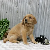 Mabel, a female Labrador Retriever for sale in Humboldt, IL – 3 of 3