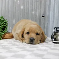 Piper, a female Labrador Retriever for sale in Humboldt, IL – 2 of 4