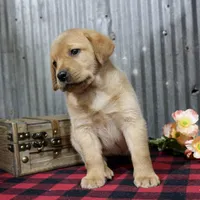 Dolly, a female Labrador Retriever for sale in Humboldt, IL – 2 of 3