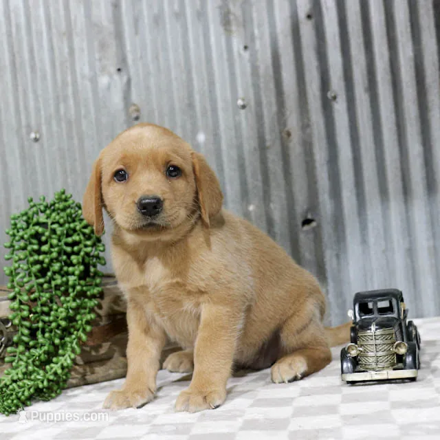 Mabel – Labrador Retriever puppy for sale in Humboldt, IL
