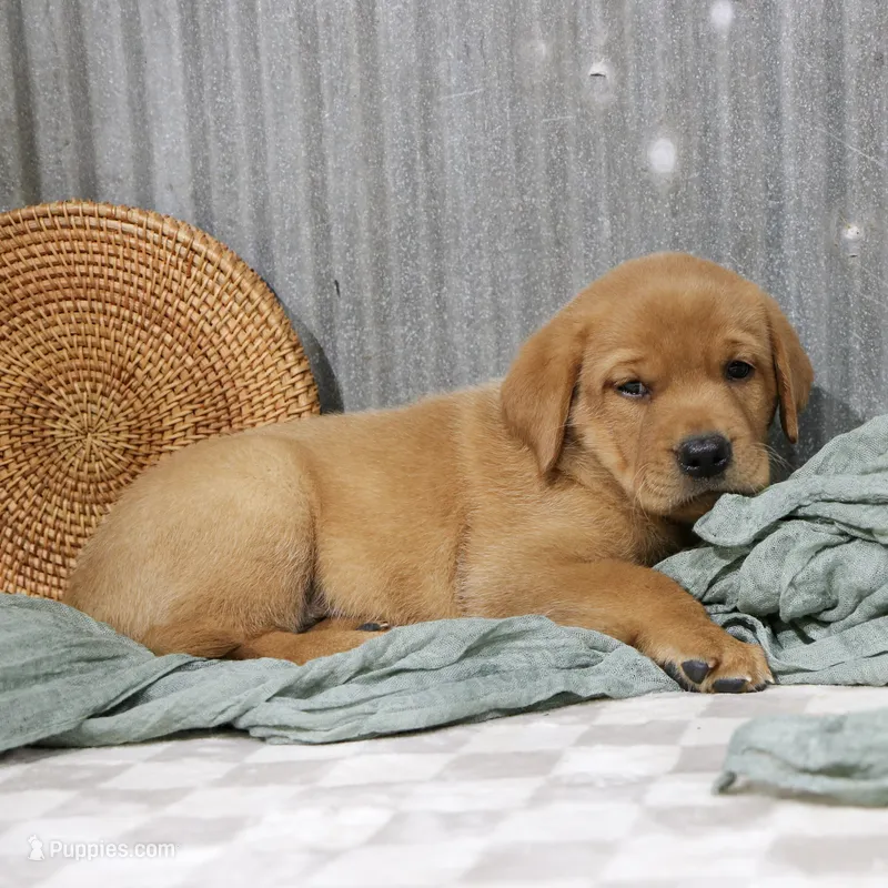 Newman – Labrador Retriever puppy for sale in Humboldt, IL