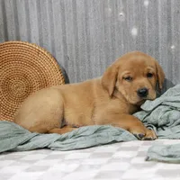 Newman, a male Labrador Retriever for sale in Humboldt, IL – 3 of 4