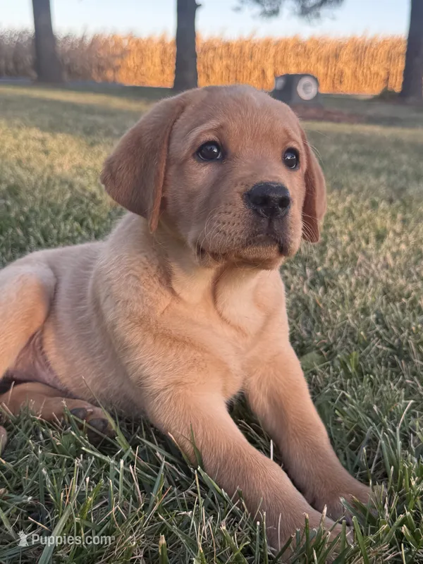 Dolly – Labrador Retriever puppy for sale in Humboldt, IL