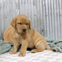 Newman, a male Labrador Retriever for sale in Humboldt, IL – 4 of 4