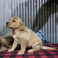 Helen, a female Labrador Retriever for sale in Humboldt, IL – 2 of 3