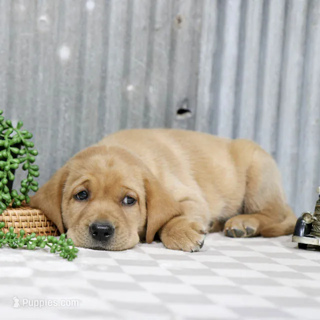 Kramer – Labrador Retriever puppy for sale in Humboldt, IL
