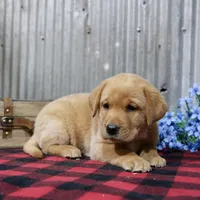 Helen, a female Labrador Retriever for sale in Humboldt, IL – 3 of 3
