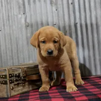 Elaine, a female Labrador Retriever for sale in Humboldt, IL – 2 of 3