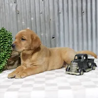 Gigi, a female Labrador Retriever for sale in Humboldt, IL – 2 of 4