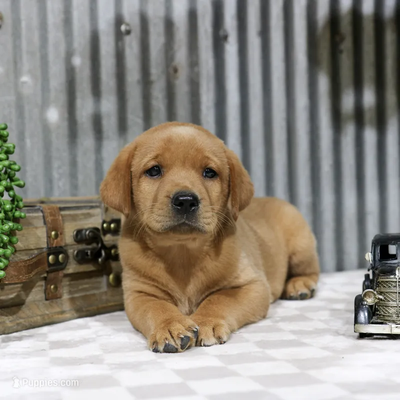 Gigi – Labrador Retriever puppy for sale in Humboldt, IL