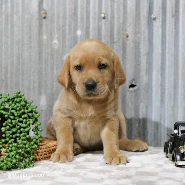 Piper – Labrador Retriever puppy for sale in Humboldt, IL