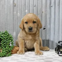 Piper, a female Labrador Retriever for sale in Humboldt, IL – 1 of 4