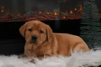 Honey, a female Labrador Retriever for sale in Humboldt, IL – Photo 2 of 3