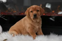 Honey, a female Labrador Retriever for sale in Humboldt, IL – Photo 1 of 3