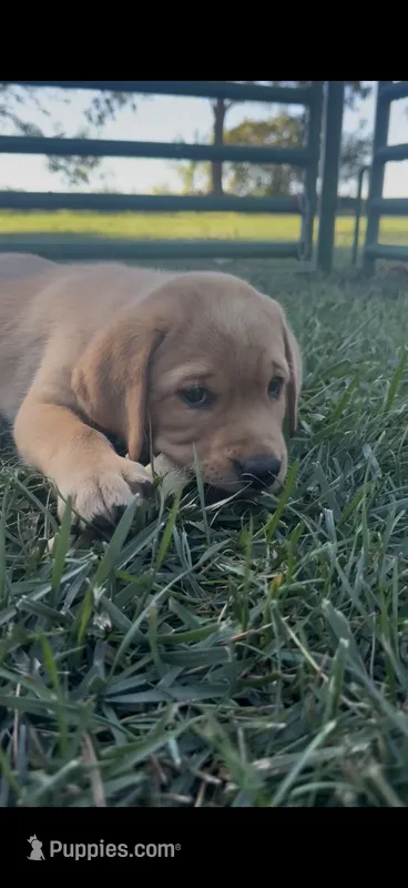 Dolly – Labrador Retriever puppy for sale in Humboldt, IL