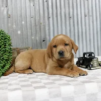 Gigi, a female Labrador Retriever for sale in Humboldt, IL – 3 of 4
