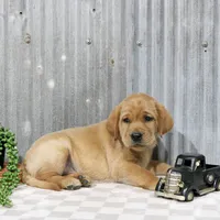 Kramer, a male Labrador Retriever for sale in Humboldt, IL – 3 of 4