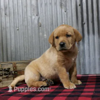 George – Labrador Retriever puppy for sale in Humboldt, IL
