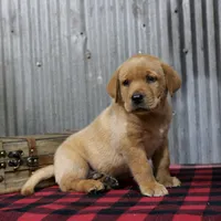 George, a male Labrador Retriever for sale in Humboldt, IL – 1 of 3