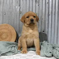 Newman, a male Labrador Retriever for sale in Humboldt, IL – 2 of 4