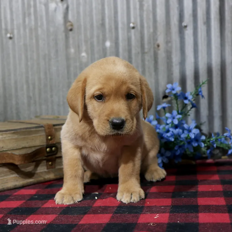 Helen – Labrador Retriever puppy for sale in Humboldt, IL