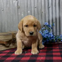 Helen, a female Labrador Retriever for sale in Humboldt, IL – 1 of 3