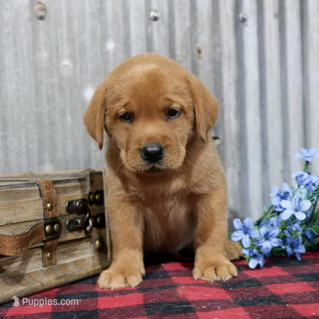 Lola – Labrador Retriever puppy for sale in Humboldt, IL