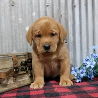 Lola, a female Labrador Retriever for sale in Humboldt, IL – 1 of 1