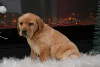 Willow, a female Labrador Retriever for sale in Humboldt, IL – Photo 2 of 3