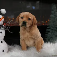 Willow, a female Labrador Retriever for sale in Humboldt, IL – Photo 3 of 3