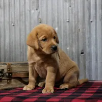 Elaine, a female Labrador Retriever for sale in Humboldt, IL – 3 of 3