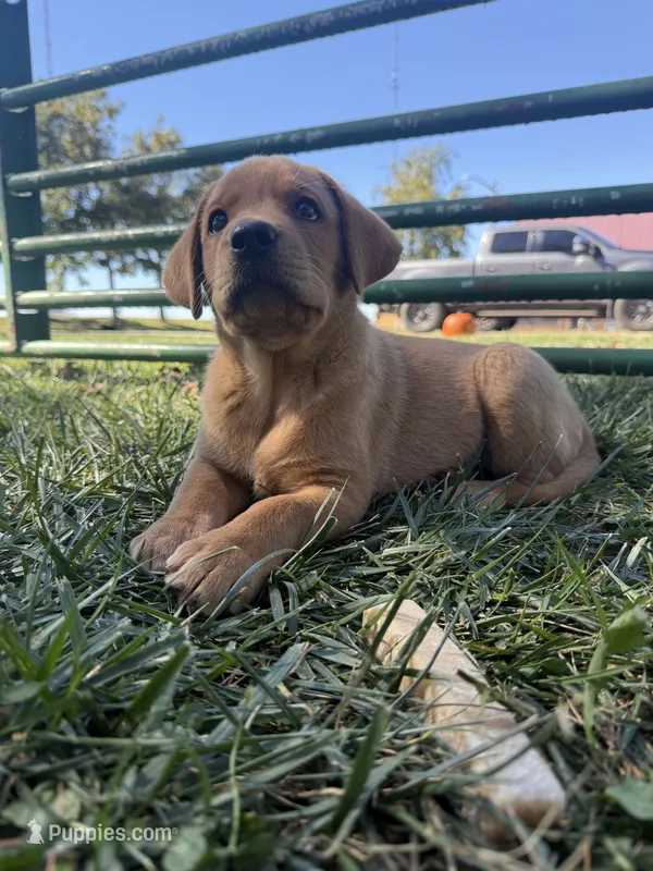 Elaine – Labrador Retriever puppy for sale in Humboldt, IL