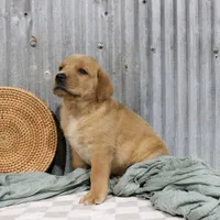 Jerry, a male Labrador Retriever for sale in Humboldt, IL – 3 of 3