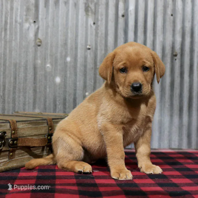 Elaine – Labrador Retriever puppy for sale in Humboldt, IL