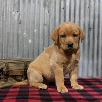 Elaine, a female Labrador Retriever for sale in Humboldt, IL – 1 of 3