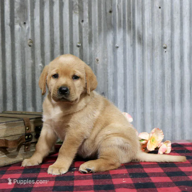 Dolly – Labrador Retriever puppy for sale in Humboldt, IL