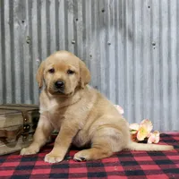 Dolly, a female Labrador Retriever for sale in Humboldt, IL – 1 of 3