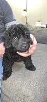 Riley, a male Shihpoo for sale in Lebanon, TN – Photo 1 of 2